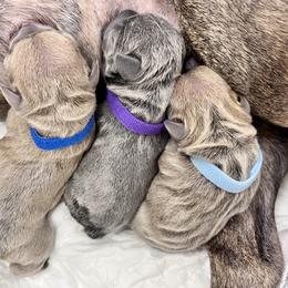 French Bulldog Puppies from Pardon My French Exquisite French Bulldogs