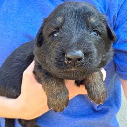 Lime Green Collar Girl - Black and tan female German Shepherd puppy in Dallas, Pennsylvania from Mountainside German Shepherds