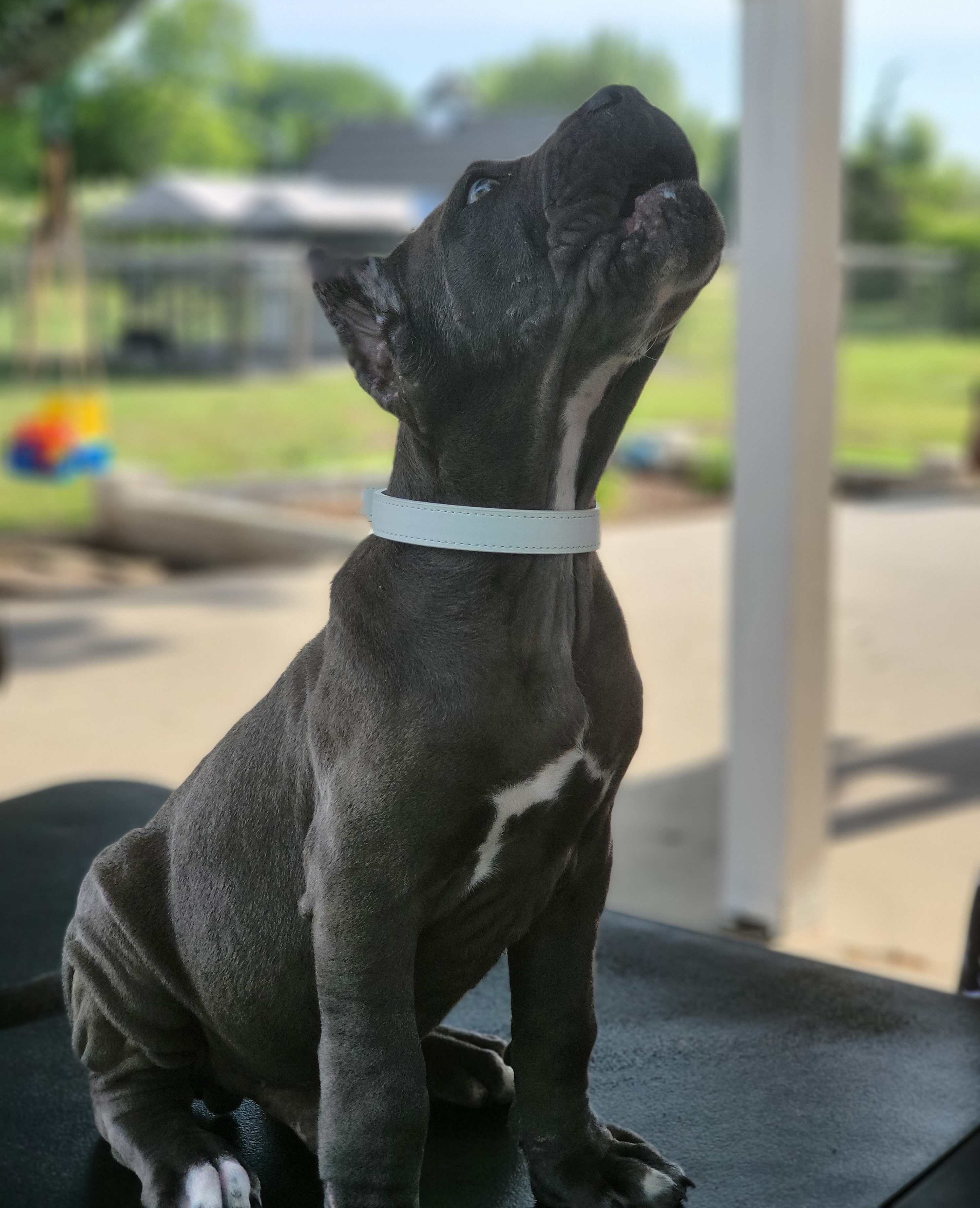 Cane Corso Puppies from Jolaw Kennel