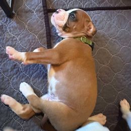 Green - Fawn male Boxer puppy in Evington, Virginia from Boxer tails