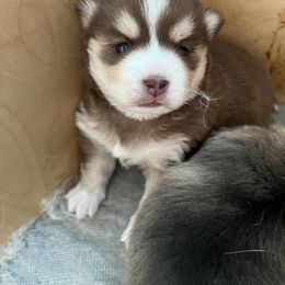 Pomsky Puppies from SRF Pomskies