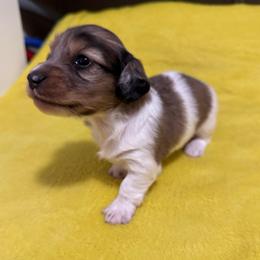Alex - Dapple male Dachshund puppy in Avinger, Texas from Lone Star Longhair Dachshunds