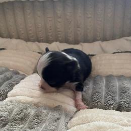 Johnny Dep - Black and white male Chihuahua puppy in Red Bluff, California from Aye Chihuahua