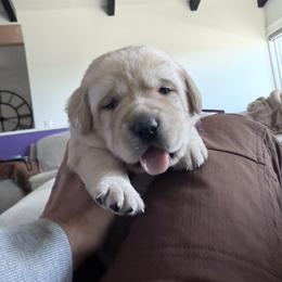 Princie - Yellow female Labrador Retriever puppy in Paso Robles, California from Kamrose Labradors