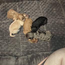 Goldendoodle Puppies from House of Doodles