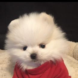 Pomeranian Puppies from Lisas Pomeranians