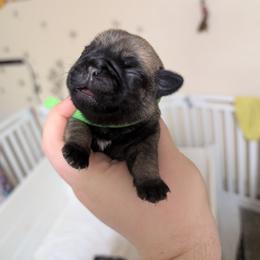 Dandy - Fawn male Pug puppy in Winter Haven, Florida from Lisa's Pugalicious Pugs