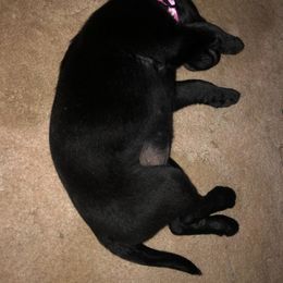 Dilute Retriever and Labrador Retriever Puppies from LC Hunting Labs, LLC.