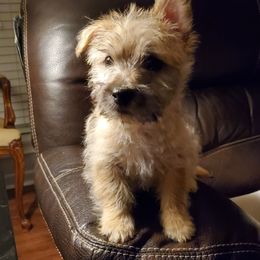 Cairn Terrier Puppies from Ferguson's Cairn Terriers