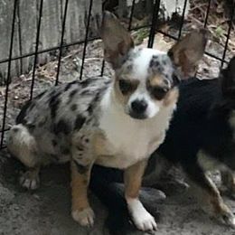 Greer - Chihuahua