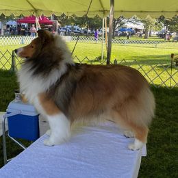 Cher - Shetland Sheepdog