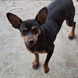 Maria - Black and rust female Miniature Pinscher puppy in Hillsboro, Wisconsin from Meek's Min Pins
