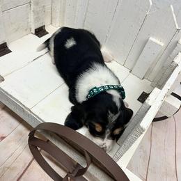 Green Collar Little Girl - Black brown and white female Basset Hound puppy in Hurtsboro, Alabama from PARK’s Family Farm