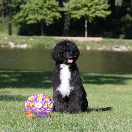 JoJo - Portuguese Water Dog