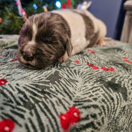 Pinky - White and gray female Newfoundland puppy in Ohio from Vermillion Newfoundlands