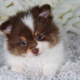 AKC Snickers - Chocolate and tan male Pomeranian puppy in Albany, Indiana from Hatz Off Puppies