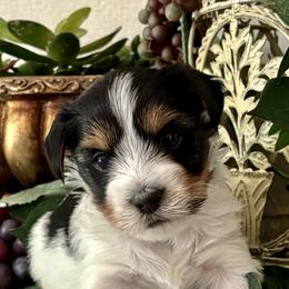 Harley - Black tan and white male Biewer Terrier puppy in Oklahoma from Rocky Oak Cavaliers & Biewer Terriers LLC