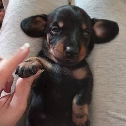 Dachshund Puppies from White River Valley Kennel