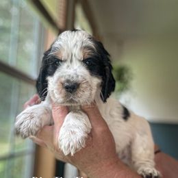 Rin Tin Tin - Black and white male English Springer Spaniel puppy in Tupalo, Mississippi from Butterfield Trail Farm
