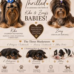 Yorkshire Terrier puppies from Rhine Valley Yorkies
