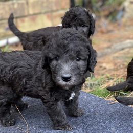 Bedlington Terrier Puppies from Dreamcatcher's Bedlingtons