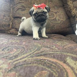 Pug Puppies from The Pugarazzi