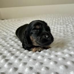 Black and Cream female - Black and cream female Dachshund puppy in Shelley, Idaho from Journey’s End Dachshunds