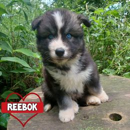 Reebok - Agouti and white male Siberian Husky puppy in West Liberty, Ohio from Skyfallsiberians