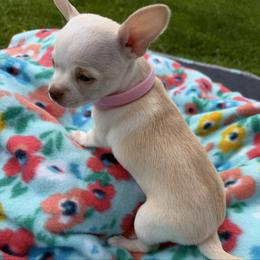 Rose - Cream and white female Chihuahua puppy in Amity, Pennsylvania from Rhoda and Verna