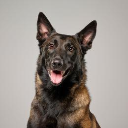 Nova - Belgian Malinois
