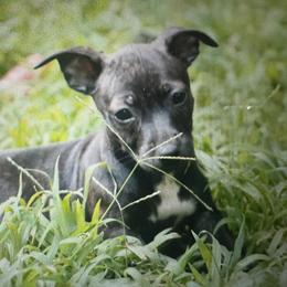 Odyssey - Sable and white female Teddy Roosevelt Terrier puppy in Cumming, Georgia from Barnett’s Rambling Terriers