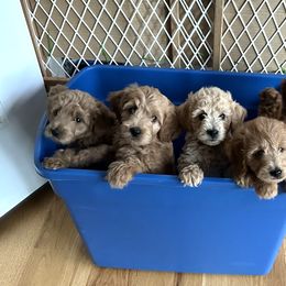 Goldendoodle Puppies from Rocks & Roses Doodles