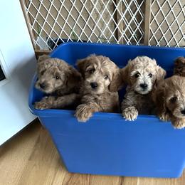 Goldendoodle Puppies from Rocks & Roses Doodles