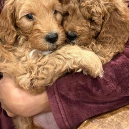 Goldendoodle Puppies from Sunnydoodle Utah