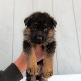 German Shepherd puppies from Uinta Mountain Shepherds