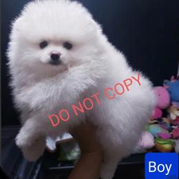 Snowball - White male Pomeranian puppy in Downers Grove, Illinois from Forever Pomeranians