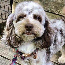 Lottie - Cockapoo