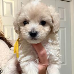 Yellow - Parti female Maltipoo puppy in Clarksville, Tennessee from Bee Mine Maltipoos and Pomeranians