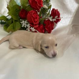 Sally - Cream female Dachshund puppy in Smicksburg, Pennsylvania from TLC Dachshunds