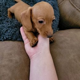 Bear - Fawn (isabella) and tan Dachshund puppy in Sanford, Florida from Tammy's Dachshunds