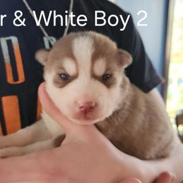 Copper and White Boy 2 - Brown and white male Siberian Husky puppy in Jonesboro, Arkansas from L & A Animal House Siberian Huskies