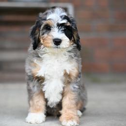 Boa - Merle male Bernedoodle puppy in Dundee, Ohio from Down Home Doodle