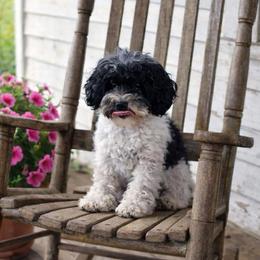 Paisley - Cavapoo