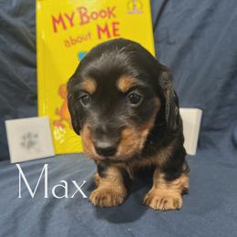 Max - Black and tan male Dachshund puppy in Henry, Virginia from Dumbledore's AKC Mini Dachshunds