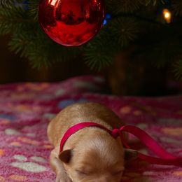 Phoebe - Gold female Morkie puppy in Winston Salem, North Carolina from Patty’s Paws