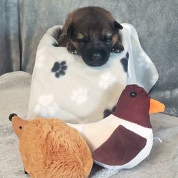 German Shepherd Puppies from Shepherd's Watch