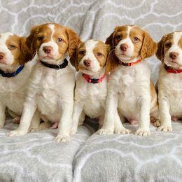 Brittany and Vizsla Puppies from Dzika Place Kennels