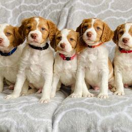 Brittany and Vizsla Puppies from Dzika Place Kennels