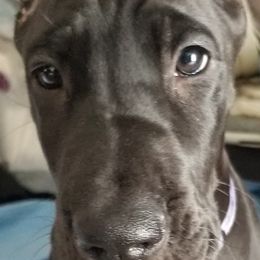Great Danes from TLC Danes