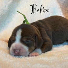 Felix - Brown white and tan male Beagle puppy in Rogersville, Missouri from Hales Little Beagle Haven
